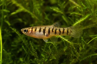 Neohaterandria elegans Elegante heterandria