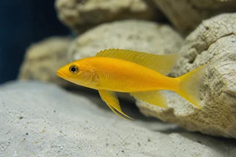 Neolamprologus leleupi (Limón cíclido)