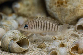 Neolamprologus multifasciatus
