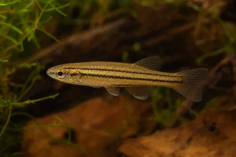 Neolebias trilineatus