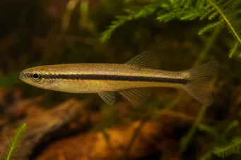 Neolebias unifasciatus