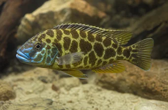 Nimbochromis venustus (Venustus, portadas de pavo real)