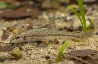 Odontocharacidium aphanes Afán de OdontoCharacidium