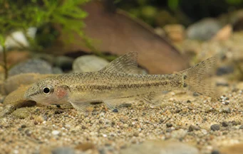 Odontocharacidium sp. aff. aphanes Tetrager enano verde