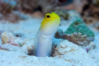 Opistognathus aurifrons