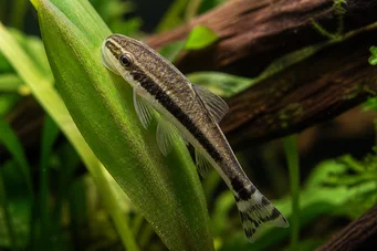 Otocinclus affinis Enano otocinclus