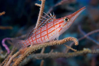 Oxycirrhites typus Escocés