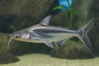 Pangasius sutchi Tiburón