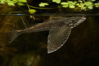Pantodon buchholzi (Pescado de mariposa)