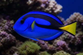 Paracanthurus hepatus (Cirujano azul)