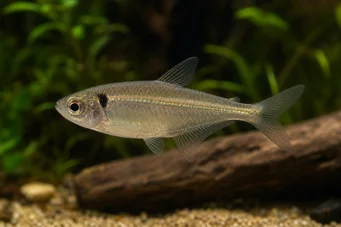Phenacogaster pectinatus (Pectinatus, banda dorada Tetra)
