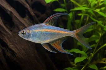 Phenacogrammus Congo II (Tetra du Congo limón)