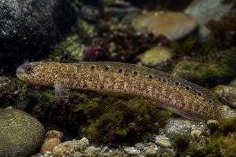 Pholis gunnellus