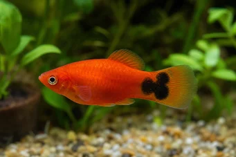 Platy mickey mouse Plamey Mickey Mouse