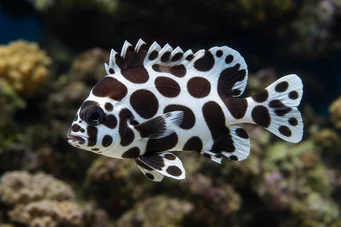 Plectorhinchus chaetodonoides (Diagrama de Arlequín peces)