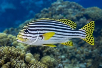 Plectorhynchus orientalis Gaterina oriental
