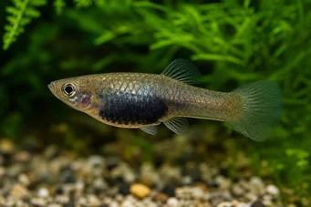 Poecilia melanogaster Plaame Melano
