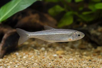 Poissonsus picus (Pez porc-épico)