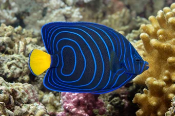 Pomacanthus annularis (Pez anillo)