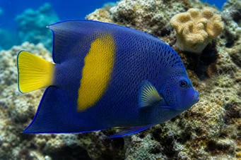Pomacanthus maculosus (Pescado de ángel en croissant)