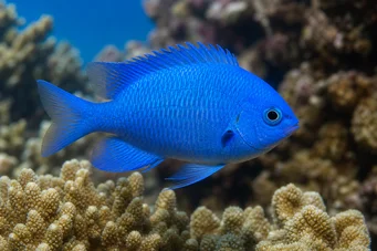 Pomacentrus caeruleus (Dama azul verde)