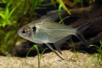 Poptella longipinnis (Tetra de aletas largas)