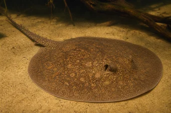 Potamotrygon laticeps (Réie à aiguillon común)