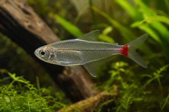 Prionobrama filigera (Characin de vidrio de cola roja)