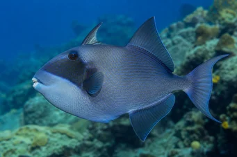 Pseudobalistes fuscus (Vermiculado)