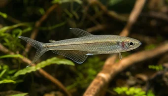 Pseudocorynopoma doriae (Cometa)