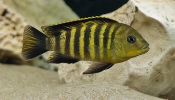 Pseudotropheus crabo (Pseudotropheus camaleón)