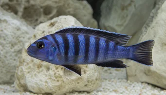 Pseudotropheus elongatus (Cíclido alargado)