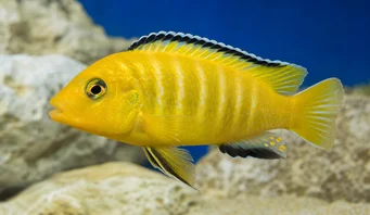 Pseudotropheus lombardoi