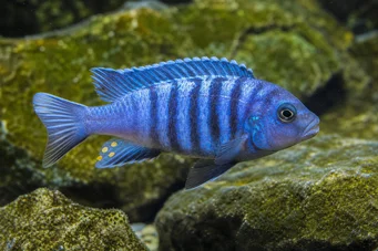 Pseudotropheus tropheops (Amarillo)