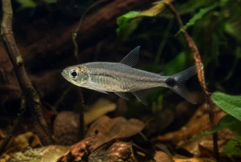 Pterobrycon myrnae (Brycon (tetra) en aletas)