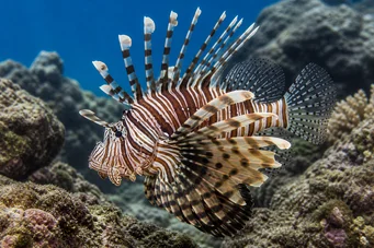 Pterois sphex (Pterois de Hawaii)