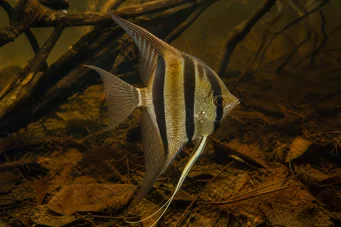 Pterophyllum altum (Alto escalar)