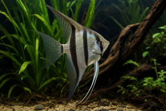 Pterophyllum scalare