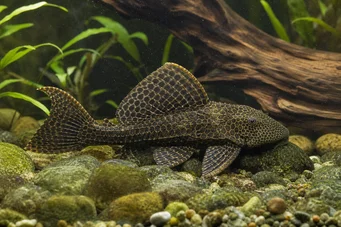 Pterygoplichthys anisitsi Nieve pleco