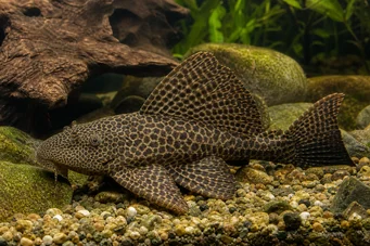 Pterygoplichthys gibbiceps Pleco Royal
