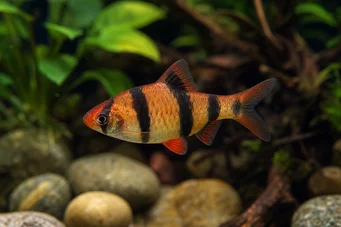 Puntius fasciatus Fresa barbuda, fuego barbudo