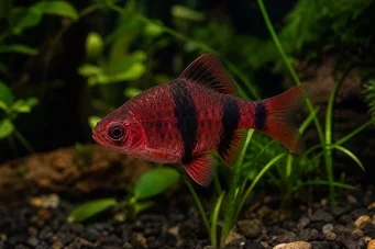 Puntius nigrofasciatus (Beardbus de cabeza roja, barbudo nigor)