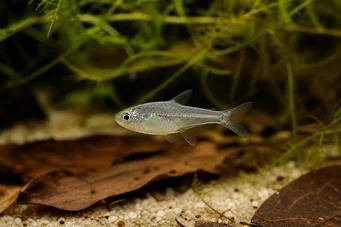 Rachoviscus graciliceps Characin Gracile