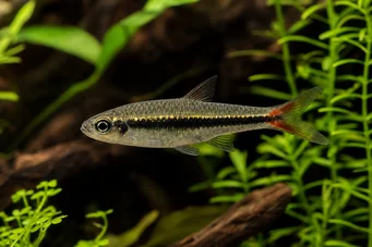 Rasbora borapetensis De color rojo