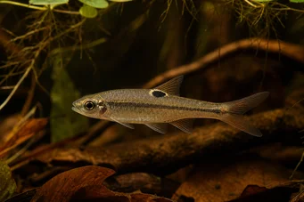 Rasbora dorsiocellata Rasbora en Ocelle