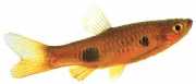 Rasbora kalachroma Payaso de rasbora