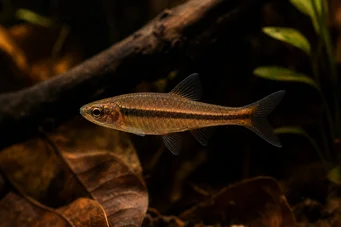 Rasbora kalachroma Payaso de rasbora