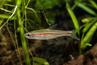 Rasbora pauciperforata Rasbora de línea roja