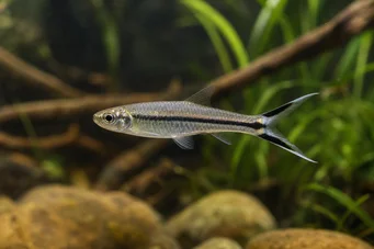 Rasbora trilineata Tijeras Rasbora