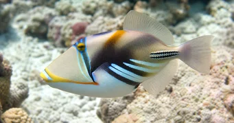 Rhinecanthus aculeatus Ballista-picasso